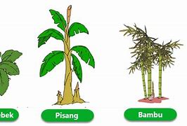 Contoh Tumbuhan Yang Berkembang Biak Dengan Menggunakan Stolon